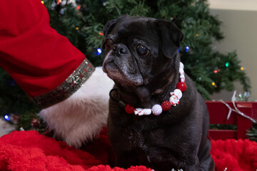 Pug Dog (Canis lupus familiaris) Wearing Christmas Bead Necklace Sitting in Festive Holiday Setting