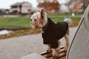 Dressed up Yorkshire Terrier in a black coat standing on a park bench on a cloudy day. A cute Yorkie doggy stands proudly on a bench, wearing a stylish black coat, enjoying a beautiful autumn day.
