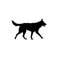 Silhouette of a german shepherd dog walking with its tongue out on a white background image view