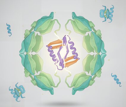 Molecular structure of a chaperone protein complex (e.g., GroEL/Hsp60). The chaperonin facilitates the correct folding of a misfolded target protein inside its central chamber.
