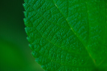 green leaf macro