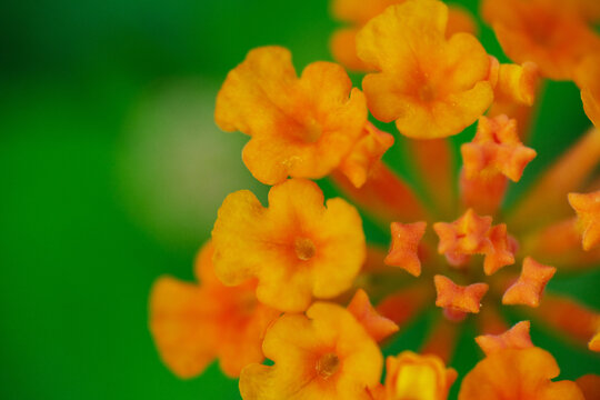 Macro shot of wild orange flower at the garden