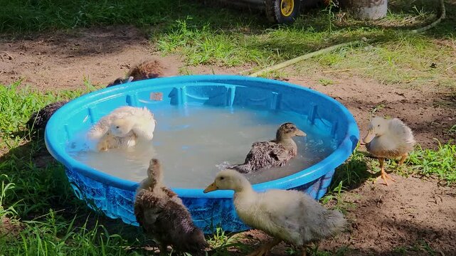 Dirty ducklings taking first bath in kiddy pool after animals being own raised from incubated eggs for backyard cage free organic farm