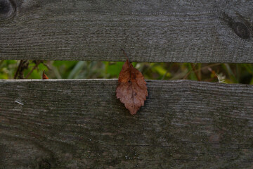 old wooden fence with a black background. texture.