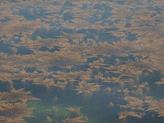 Kelp Forest Submerged in Blue Ocean Water