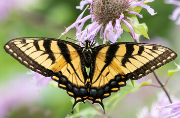 Yellow eastern tiger swallowtail butterfly, Papilio Glaucus, wings spread, dorsal view, on a bee balm flower