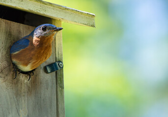 Male eastern bluebird, Sialia sialis, checking its surroundings before exiting its nestbox