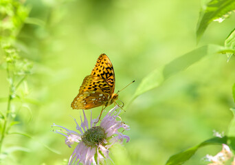 Great spangled fritillary butterfly, Speyeria cybele, ventral view with wings partially spread on a bee balm flower, and with a soft focus green background