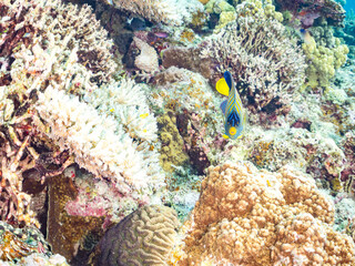 ニシキヤッコ, Regal angelfish, Pygoplites diacanthus, キンチャクダイ科
美しいサンゴ礁と熱帯魚の群れ。
安室島沖縄県
島尻郡慶良間諸島座間味島-2025
サンゴの産卵があり卵が漂う。沖縄本島から40km西方の諸島。30以上の島嶼群全体が国立公園に指定。珊瑚礁の青い海と白い砂浜は世界屈指の美。貴重な動植物が多数生息。
