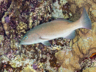 スジアラ, Red-spotted rockcod, Blue spotted grouper, Plectropomus leopardus, ハタ科,
美しいサンゴ礁と熱帯魚の群れ。
安室島沖縄県
島尻郡慶良間諸島座間味島-2025
サンゴの産卵があり卵が漂う。沖縄本島から40km西方の諸島。30以上の島嶼群全体が国立公園に指定。珊瑚礁の青い海と白い砂浜は世界屈指の美。貴重な動植物が多数生息。