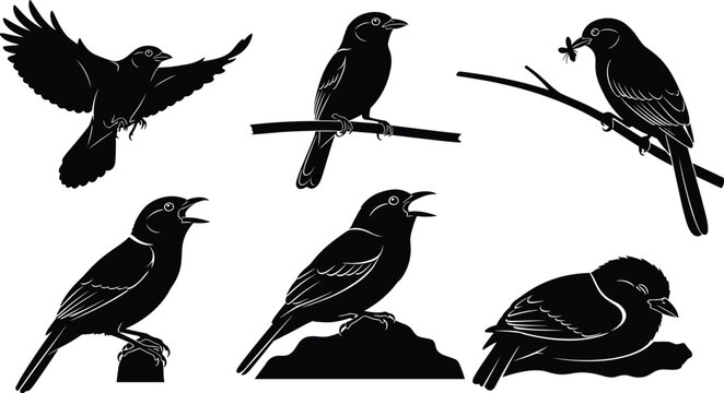 Collection of detailed bird silhouettes featuring flying, perched, singing, and resting poses, presented in elegant black vector style for nature, wildlife, and decorative design themes