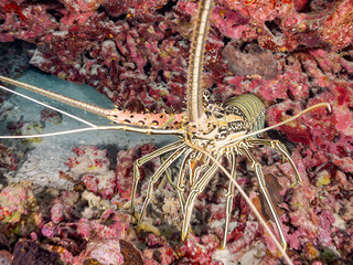 洞窟の大きなゴシキエビ, Painted spiny lobster, Panulirus versicolor,イセエビ科、
美しいサンゴ礁と熱帯魚の群れ。
安室島沖縄県
島尻郡慶良間諸島座間味島-2025
サンゴの産卵があり卵が漂う。沖縄本島から40km西方の諸島。30以上の島嶼群全体が国立公園に指定。珊瑚礁の青い海と白い砂浜は世界屈指の美。貴重な動植物が多数生息。
