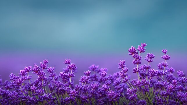 Beautiful lavender flowers blooming in a vibrant purple field with a soft blurred background of blue sky and gentle clouds in a serene landscape - Powered by Adobe