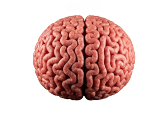 Human brain model isolated on transparent background for medical study aid