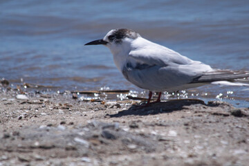 South american little gull in Mar Chiquita lagoon , Argentina