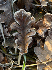 Close-up of an oak leaf covered with frost.
