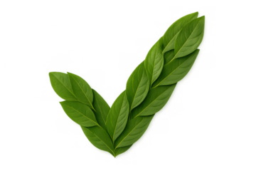 Green leaves forming check mark symbol on transparent background representing eco-friendly, sustainable, nature approval concept