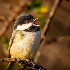Coal Tit, sitting in the sun and singing his heart out, East Chevington Pool, Northumberland, October 2025
