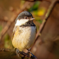 Coal Tit, sitting in the sun and singing his heart out, East Chevington Pool, Northumberland, October 2025