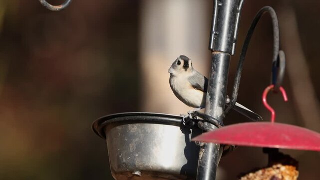 tufted titmouse sipping water at feeder bowl. 