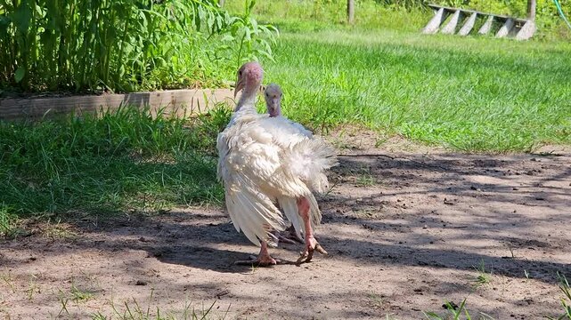 Two white young turkeys courtship or brawl or fight for dominance. Animals freely strolling in backyard after released from their coop

