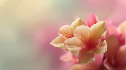 Fototapeta premium Delicate Blossom in Soft Pastel Colors Capturing the Essence of Springtime in a Serene and Elegant Floral Composition for Nature Lovers