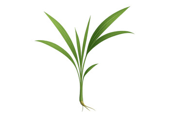 Obraz premium Young green plant with roots growing, representing new life, agriculture, ecology, and environmental freshness