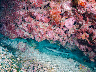 洞窟のネムリブカ, Whitetip reef shark, Triaenodon obesus, メジロザメ科,
美しいサンゴ礁と熱帯魚の群れ。
安室島沖縄県
島尻郡慶良間諸島座間味島-2025
サンゴの産卵があり卵が漂う。沖縄本島から40km西方の諸島。30以上の島嶼群全体が国立公園に指定。珊瑚礁の青い海と白い砂浜は世界屈指の美。貴重な動植物が多数生息。
