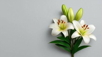 Obraz premium Elegant White Lilies with Soft Green Buds on a Simple Gray Background, Perfect for Nature-Themed Designs and Floral Arrangements