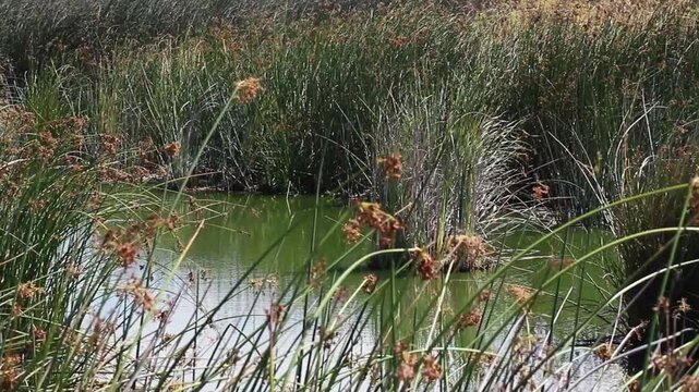 Ripples On Pond Water With Green Reeds Swaying In Breeze All Around
