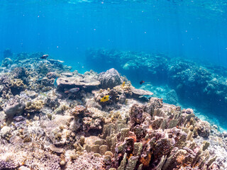 ヒフキアイゴ, Blotched foxface, Siganus unimaculatus, アイゴ科,
ヒブダイ, Blue-barred parrotfish, Scarus ghobban, ブダイ科,
デバスズメダイ, Blue green damselfish, Chromis viridis, Blue green chromis, スズメダイ科,
美しいサンゴ礁と熱帯魚の群れ。
