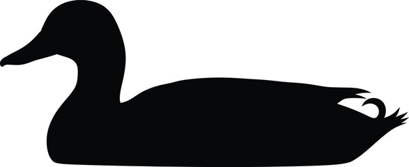 Silhouette of a mallard duck floating peacefully on water