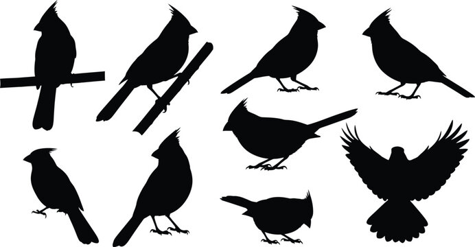 Collection of cardinal bird silhouettes in various poses and actions