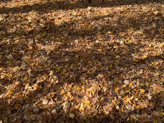 NC Huntersville Shadows on Autumn Fallen Leaves H 2025