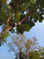 Capture the serene grandeur of towering trees against a clear sky, showcasing lush green and budding foliage from a low-angle perspective, emphasizing natural light and organic textures