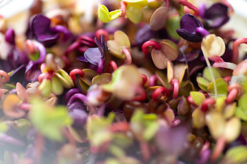 Close up of Colorful Radish Micro Greens Growing in Clear Glass Container