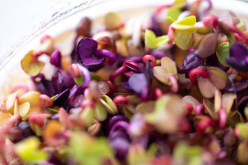 Close up of Colorful Radish Micro Greens Growing in Clear Glass Container