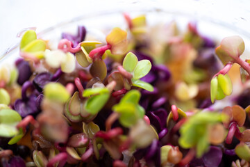 Obraz premium Close up of Colorful Radish Micro Greens Growing in Clear Glass Container