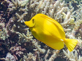 Obraz premium キイロハギ, 英名学名科目： Yellow tang, Zebrasoma flavescens, ニザダイ科, 美しいサンゴ礁と熱帯魚の群れ。 安室島沖縄県 島尻郡慶良間諸島座間味島-2025 サンゴの産卵があり卵が漂う。沖縄本島から40km西方の諸島。30以上の島嶼群全体が国立公園に指定。珊瑚礁の青い海と白い砂浜は世界屈指の美。貴重な動植物が多数生息。 