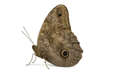Fototapeta premium Brown wood-nymph butterfly displaying natural camouflage patterns and eyespots on its wings, isolated with a transparent background