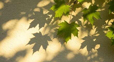 Golden Hour Sunlight Dapples Maple Leaves and Their Shadows on a Textured Wall.