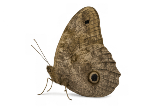 Brown wood-nymph butterfly displaying natural camouflage patterns and eyespots on its wings, isolated with a transparent background