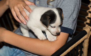 A Jack Russell Terrier puppy in the arms of a boy. A long-awaited gift.