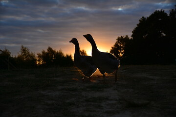pelican on sunset © Sebastian