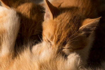 A family of red cats. A mother cat feeds kittens with breast milk.