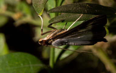 Cydalima perspectalis or the box tree moth is a species of moth of the family Crambidae. This butterfly is a pest. The insect destroys the bush.