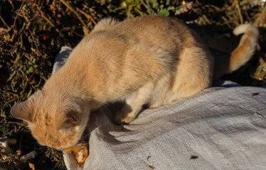 Feral pets. The cat is in the trash. The animal feeds on food waste.