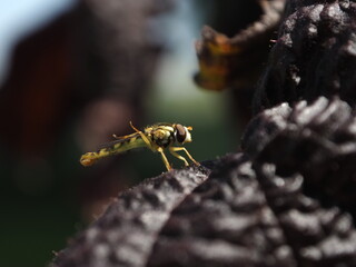 wasp on a leaf