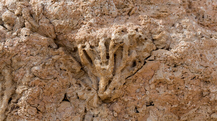 Fossil corals of the Red Sea. Ancient creatures, turned into stone. Reef corals.
