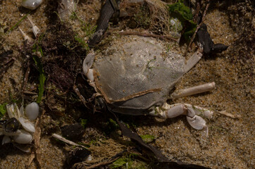 Liocarcinus depurator (Portunus plicatus), sometimes called the harbour crab, or sandy swimming crab. The fauna of the Black Sea. Dead animals.